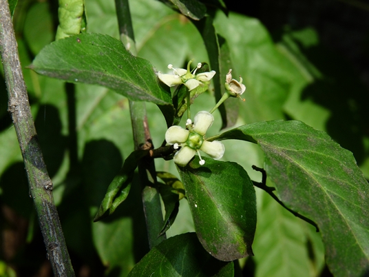 {Euonymus fortunei}